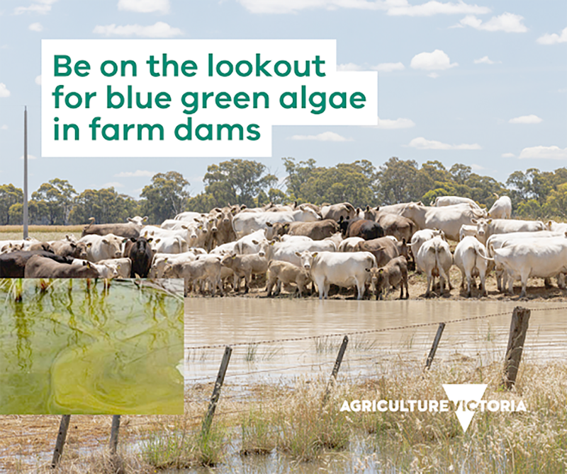 Be on the Lookout For Blue Green Algae post image