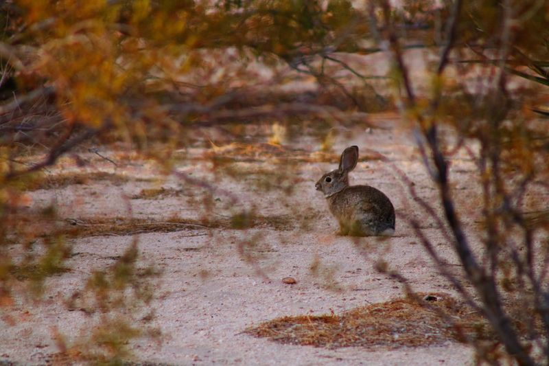 Avon Plains Tackles Rabbit Numbers post image