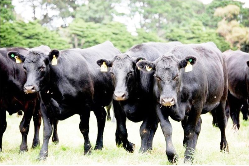 Decision Time on Livestock Conditions post image
