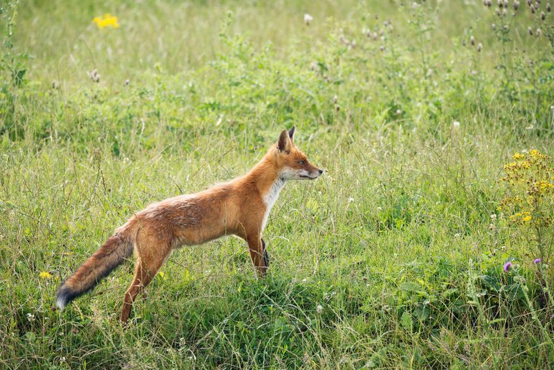 Fox and Wild Dog Bounty Wraps Up post image