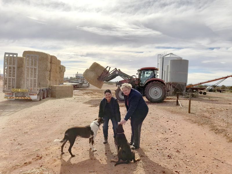 Demand for Fodder Still High Despite Rain post image