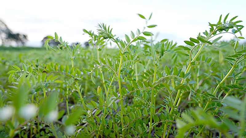 New Research Set to Deliver Acid-tolerant Chickpea Varieties post image