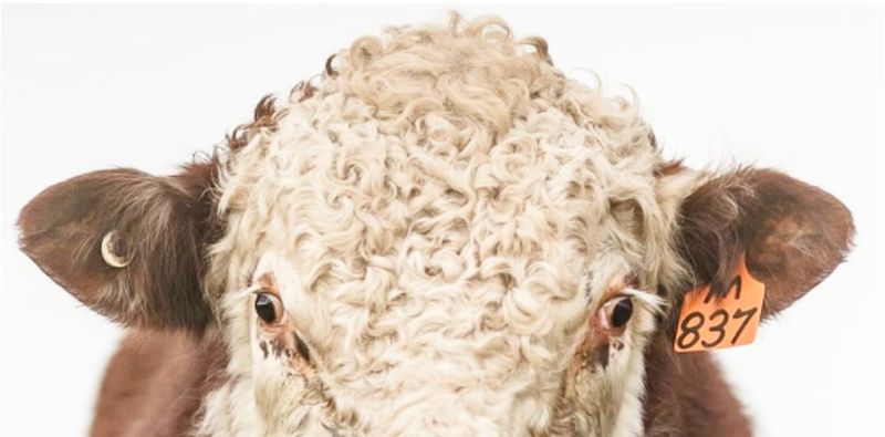 Further Price Reductions in Cattle Electronic Ear Tags post image