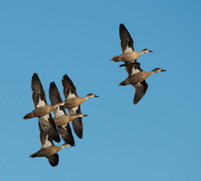 Duck Season Shaping Up as One of the Best post image