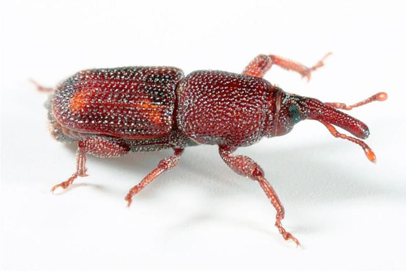 We Need Your Weevils post image