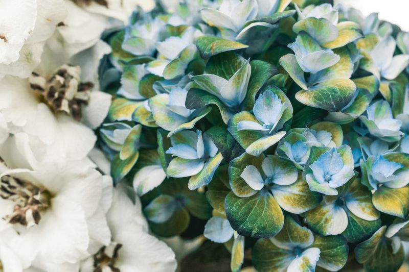 More Than Flowers at This Flower Show post image