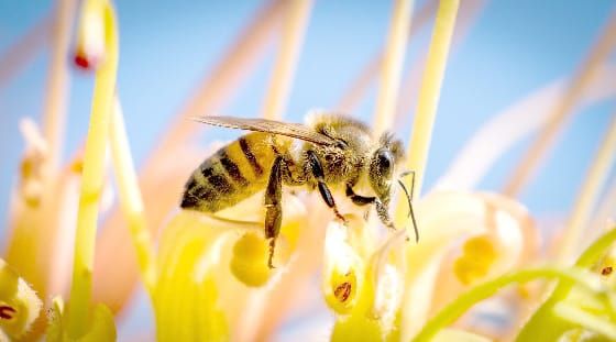 Celebrate the Vital Role Bees Play in Global Food Systems post image