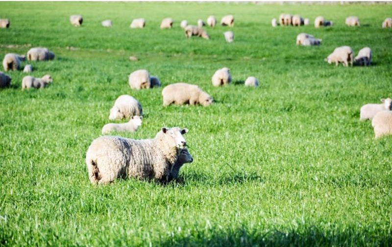 Spring Can Bring Sheep Foot Issues post image