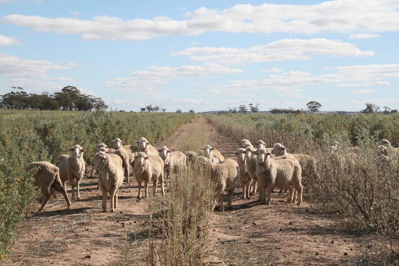Drought-Resilient Shrub Goes East post image