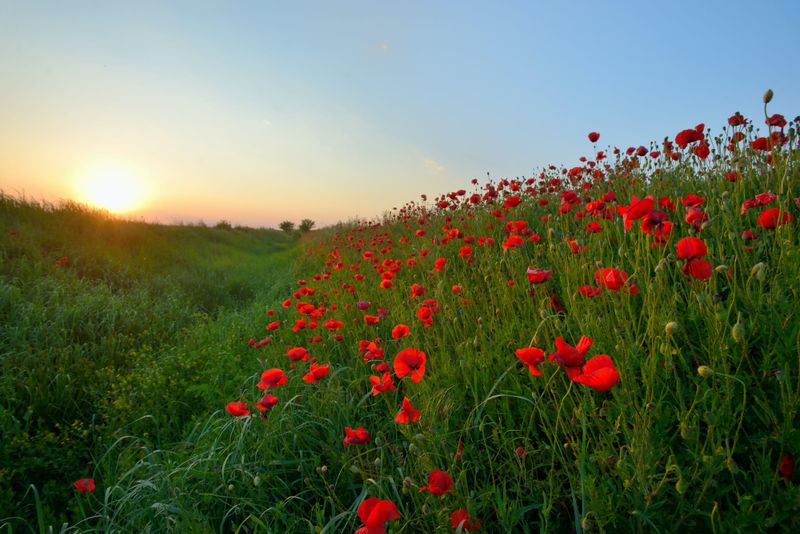 Friday Next is Remembrance Day post image