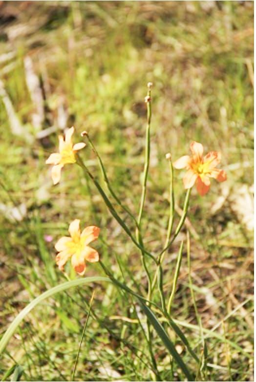 Noxious Weeds in the Wimmera post image
