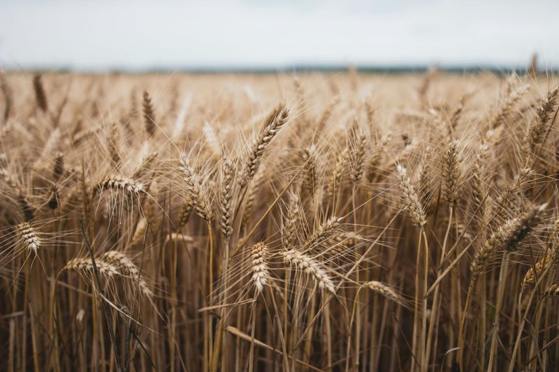 Interstate Grain and Hay Must Pass Biosecurity Laws post image