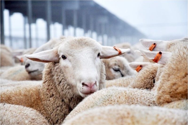 Sheep Traceability Requirements post image