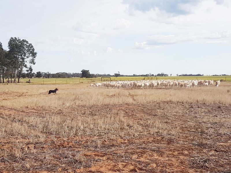 The Kelpie Commitment Continues post image