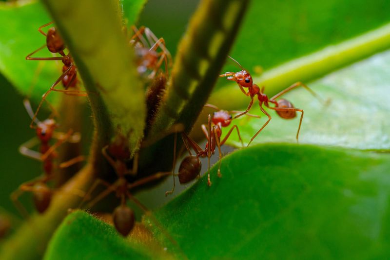 NFF Calls to Declare War on Red Imported Fire Ants post image