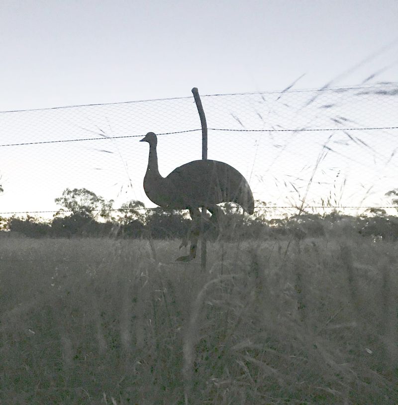 First Emu Silhouette in Place post image