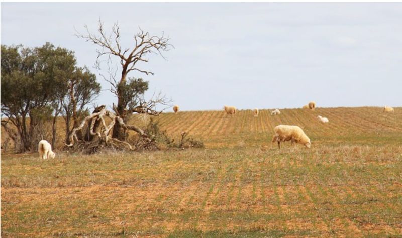 Supporting Mallee Farmers with Information and Advice post image