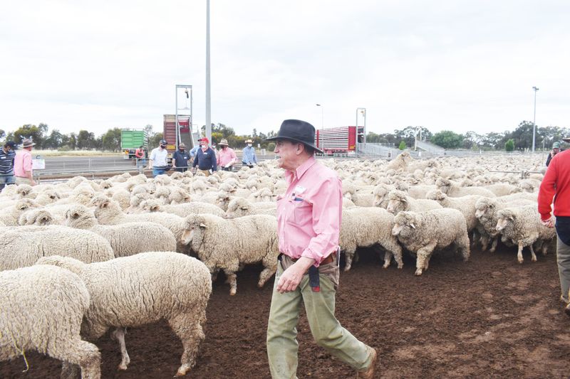 Wycheproof Special Spring Store Sheep Sale post image