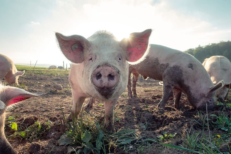 Preventing Parasite Impacts on Pig Health post image