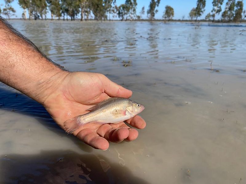Monitoring Our Floodplain Ecosystem post image