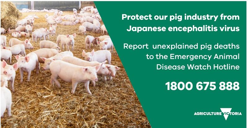 Monitoring Continues for Japanese Encephalitis post image