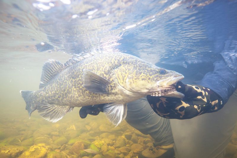 Countdown to Murray Cod Season Opening post image