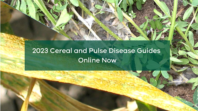 Latest Crop Disease Guides Now Online post image