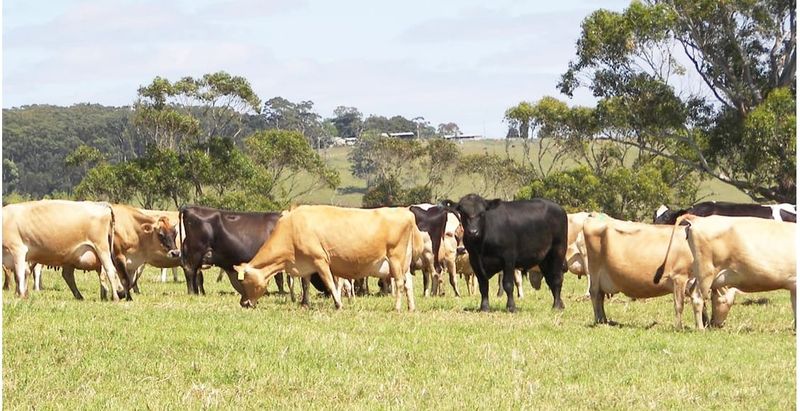 Weather Conditions Could Cause Livestock Problems post image