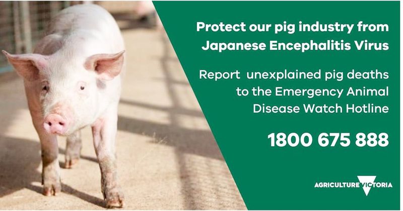 Japanese Encephalitis Virus Detection post image