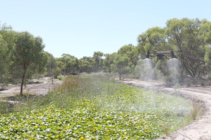 Weedkilling Gunbower Creek Drone Trial: Stage One Complete post image