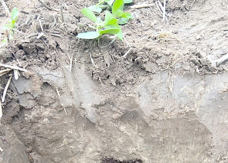 Subsoil Help for Dryland Grain Growers post image
