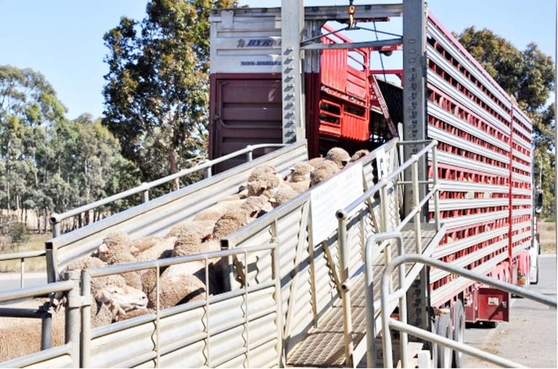 Are Your Livestock Fit for Loading? post image