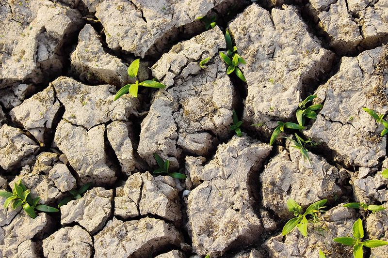 Nitrogen Loss in Flooded Soils post image