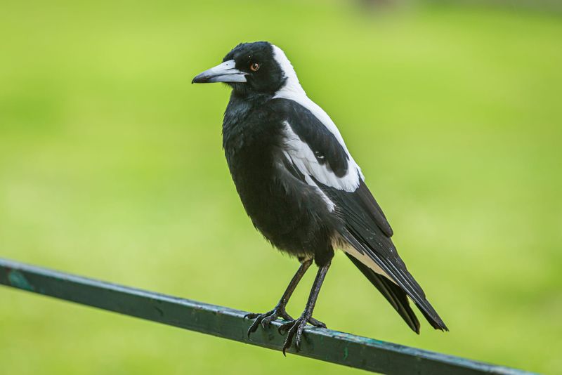Know What to Expect This Swooping Season post image