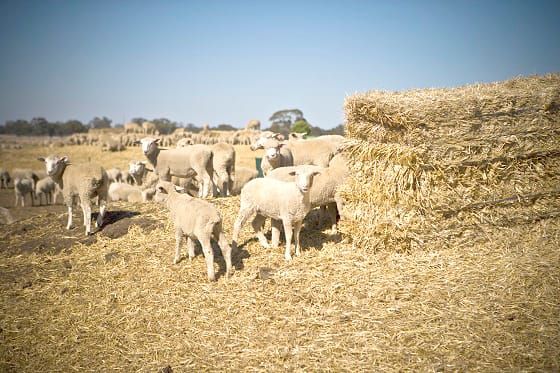 Essential Autumn and Livestock Decisions post image