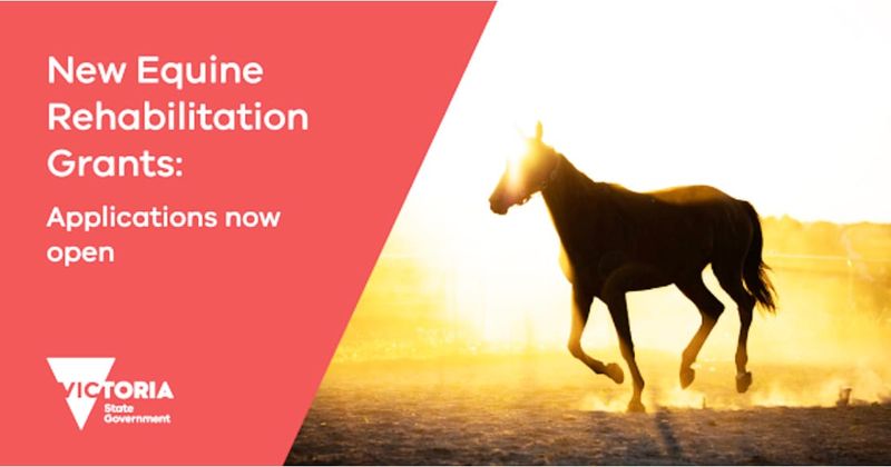 New Grants for Pet Desexing and Equine Rehabilitation post image