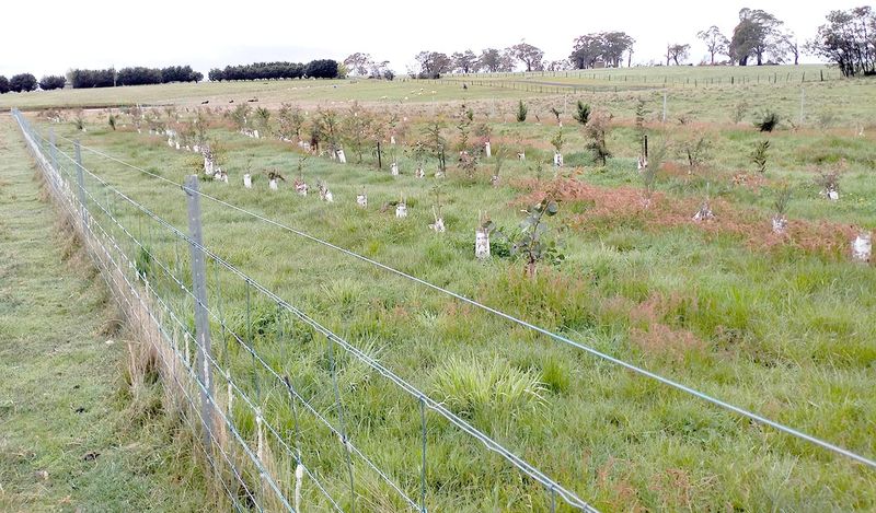 Growing Habitat for Net-Zero post image