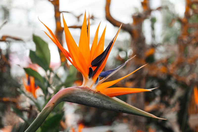 Prepare Now for the Birchip Flower Show post image