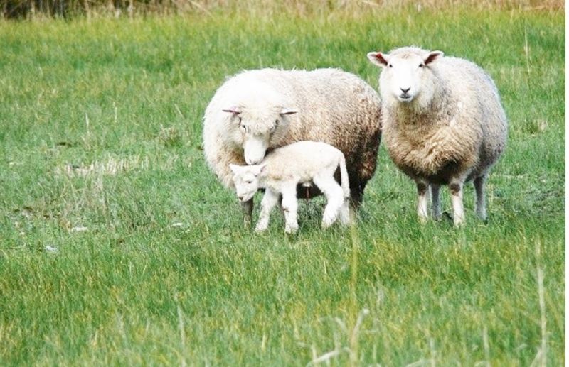 Listeriosis Cases On the Rise in Sheep post image