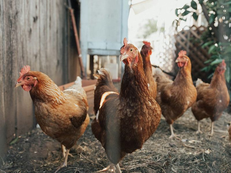 Avian Influenza Detected at Euroa Poultry Farm post image