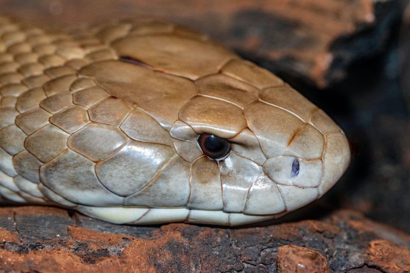 As the Weather Warms Up . . . Snakes Out and About post image