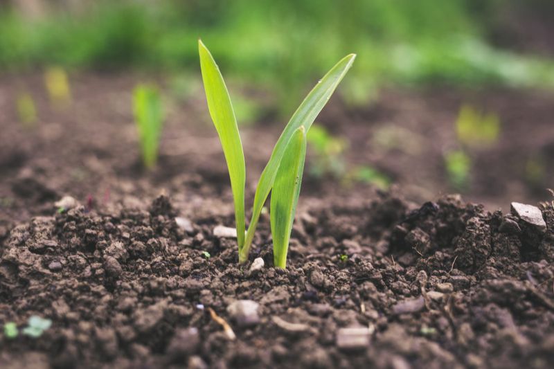 Agriculture Education for Students post image
