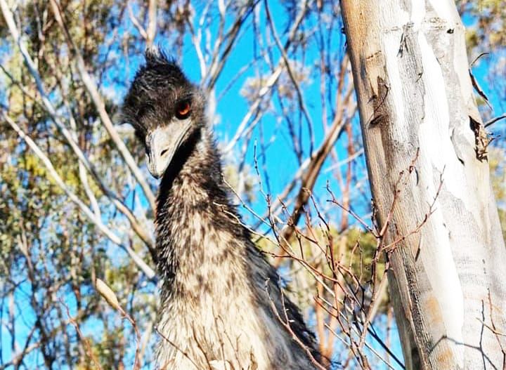 What’s in the Future for Mount Wycheproof’s Emus? post image