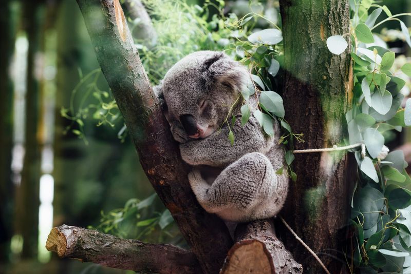 Dr. Bob Brown Signs on for Koala March post image