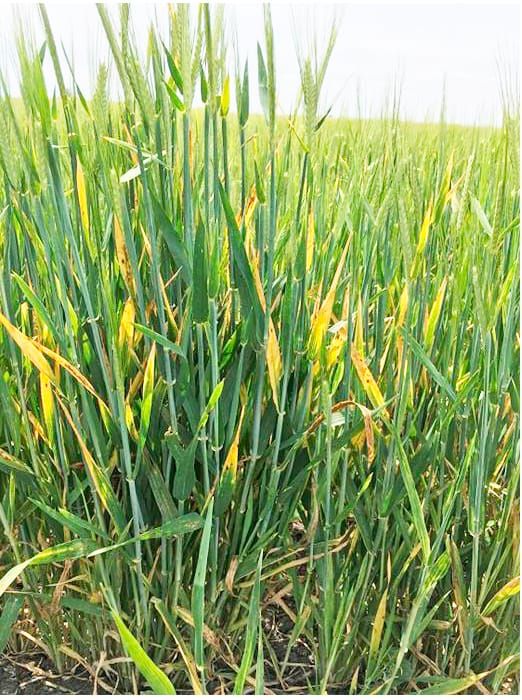 Yellow Dwarf Virus Rise in Cereal Crops post image