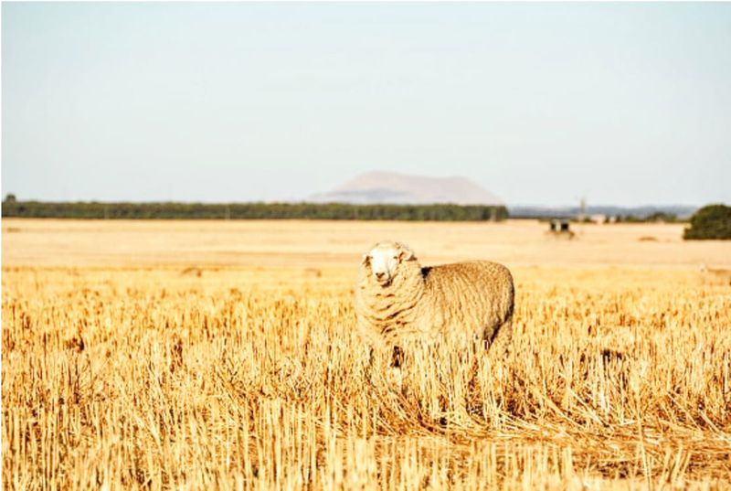 Wimmera Workshop on Soil and Stubble Management post image
