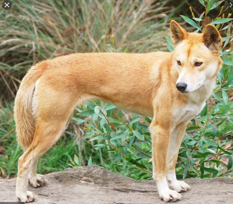 Dingo Danger in the Grampians post image