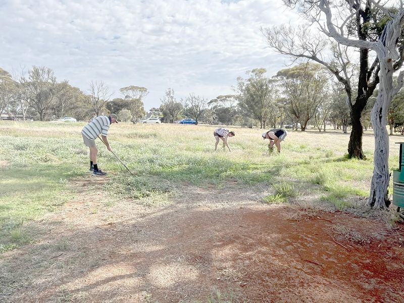 Golfers Beat the Bindii post image