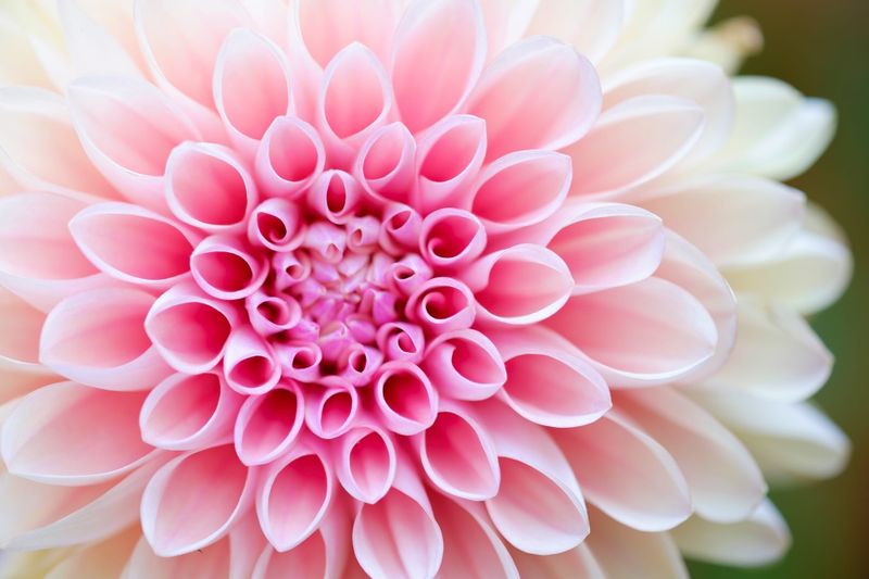 Flower Show Set to Return post image