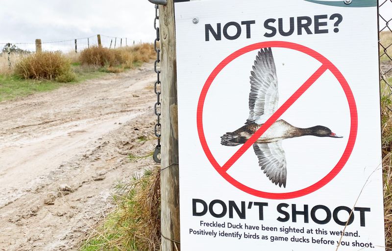 Politicising Duck Hunting post image